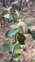 Heteroecus dasydactyli