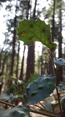 Heteroecus dasydactyli