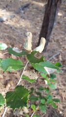 Heteroecus dasydactyli