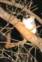 Microcebus
