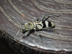 Chlorophorus reductus