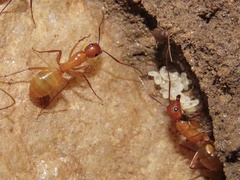 Myrmecophilus pergandei