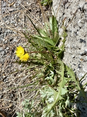 Taraxacum ceratophorum