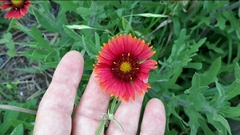 Gaillardia amblyodon
