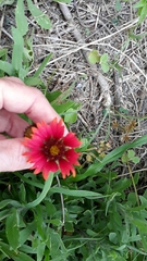 Gaillardia amblyodon