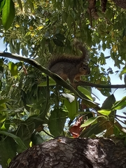 Sciurus niger