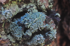 Cladonia bacilliformis