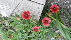 Gaillardia amblyodon