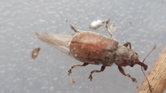 Doydirhynchus austriacus