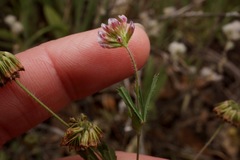 Trifolium bifidum decipiens