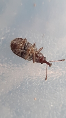 Doydirhynchus austriacus