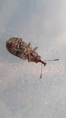 Doydirhynchus austriacus
