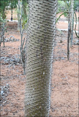 Pachypodium lamerei