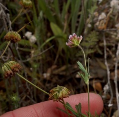 Trifolium bifidum decipiens
