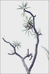 Pachypodium lamerei