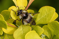 Criorhina