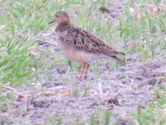 Calidris subruficollis