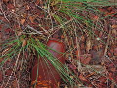 Nassella leucotricha