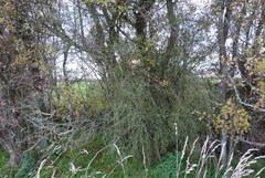 Olearia bullata