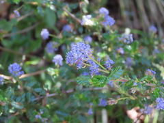 Ceanothus foliosus