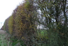 Olearia bullata