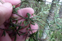 Olearia bullata