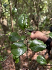 Sideroxylon obovatum