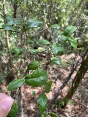 Sideroxylon obovatum