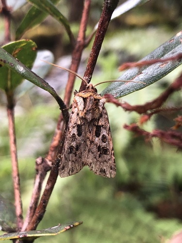 Agrotis charmocrita observed 2021-04-27