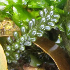 Caulerpa geminata