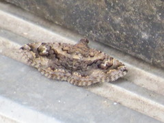 Toxonprucha repentis