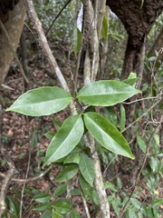 Pristimera celastroides