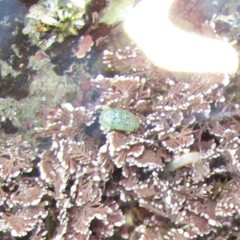 Exosphaeroma