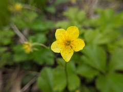 Waldsteinia