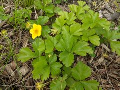 Waldsteinia