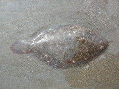 Paralichthys adspersus