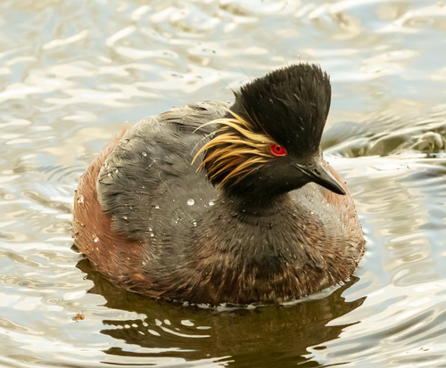 Foto de Black-necked Grebe