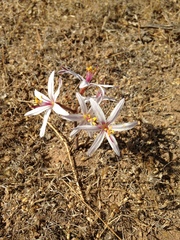 Traubia modesta