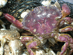 Platyxanthus orbignyi