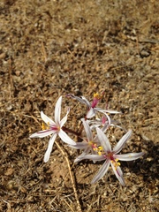 Traubia modesta