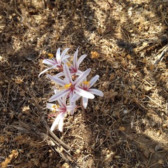 Traubia modesta