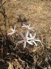 Traubia modesta