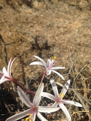 Traubia modesta