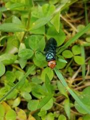Acantholyda erythrocephala
