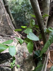 Tragia volubilis