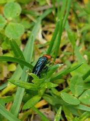 Acantholyda erythrocephala