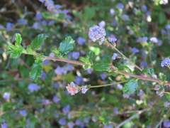 Ceanothus foliosus