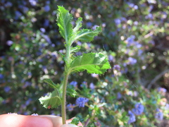 Ceanothus foliosus
