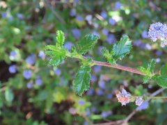 Ceanothus foliosus