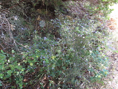 Ceanothus foliosus